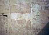 HAT_egypt367.jpg