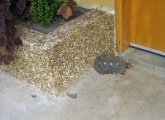 IMG_0090.jpg