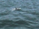 dolfijnen001.jpg