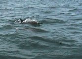 dolfijnen002.jpg