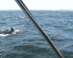 dolfijnen004.jpg