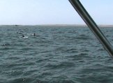 dolfijnen005.jpg