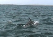 dolfijnen007.jpg