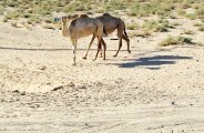 IMG_4860.JPG