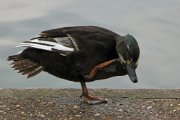 IMG01_0475.JPG